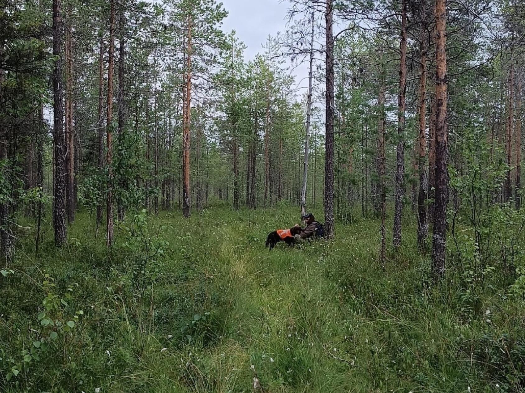 Житель Холмогорского округа потерялся в лесу — искать его пришлось с  собаками