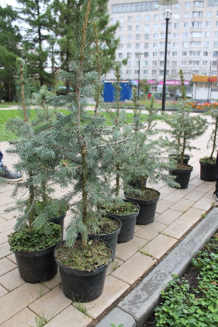 Фото: пресс-службы администрации Архангельска