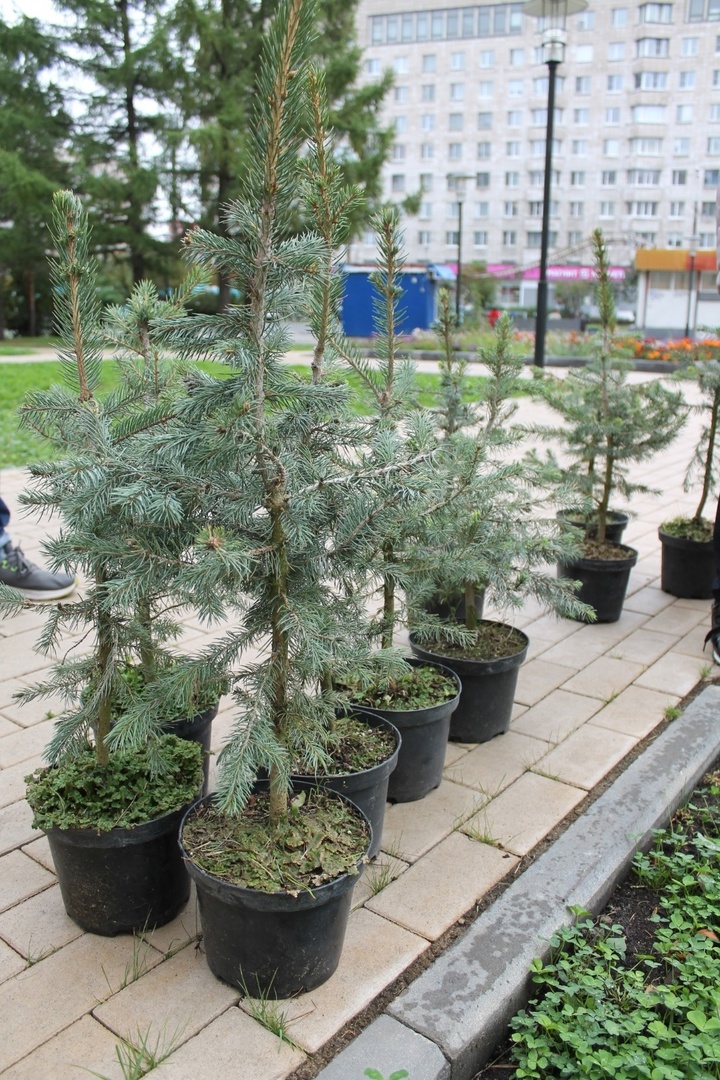 Фото: пресс-служба администрации Архангельска