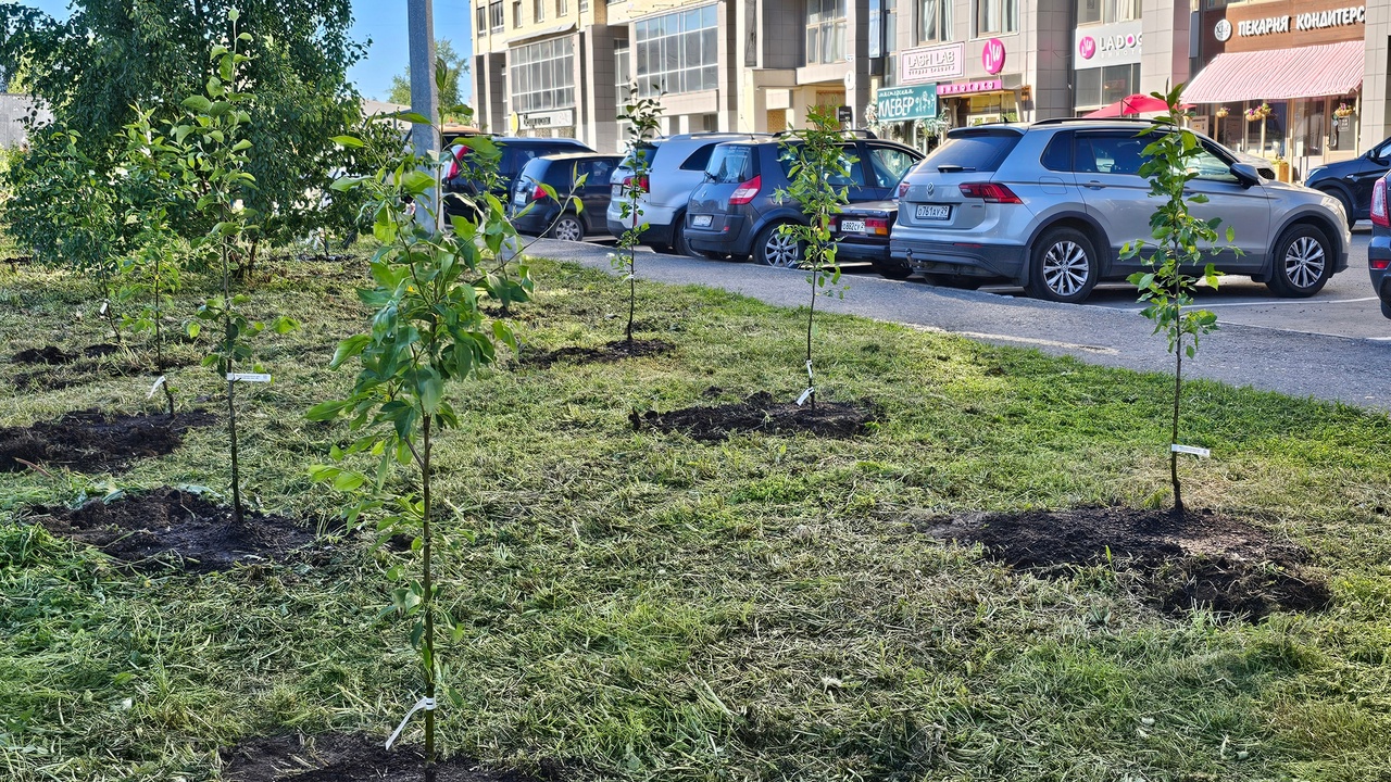 В Архангельске появилась яблоневая аллея