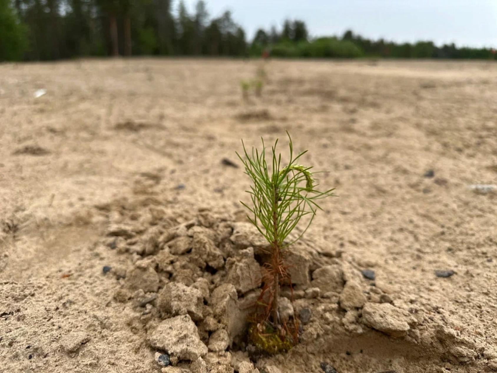 В 2025 году лесовосстановление в Архангельской области выполнено на 105 %